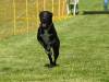 Hunderennen_2015 (59)