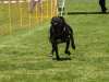 Hunderennen_2015 (60)