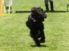 Hunderennen_2015 (61)