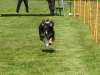 Hunderennen_2015 (62)