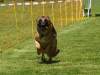 Hunderennen_2015 (63)