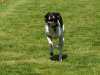 Hunderennen_2015 (64)