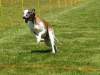 Hunderennen_2015 (65)