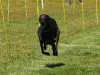 Hunderennen_2015 (66)