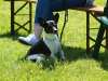 Hunderennen_2015 (72)
