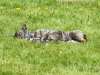 Hunderennen_2015 (74)