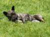Hunderennen_2015 (75)
