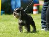 Hunderennen_2015 (79)