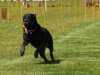 Hunderennen_2015 (80)