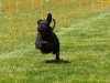 Hunderennen_2015 (90)