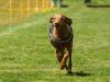 Hunderennen_2015 (94)