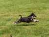 Hunderennen_2015 (97)