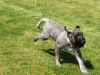 Hunderennen_2015 (98)