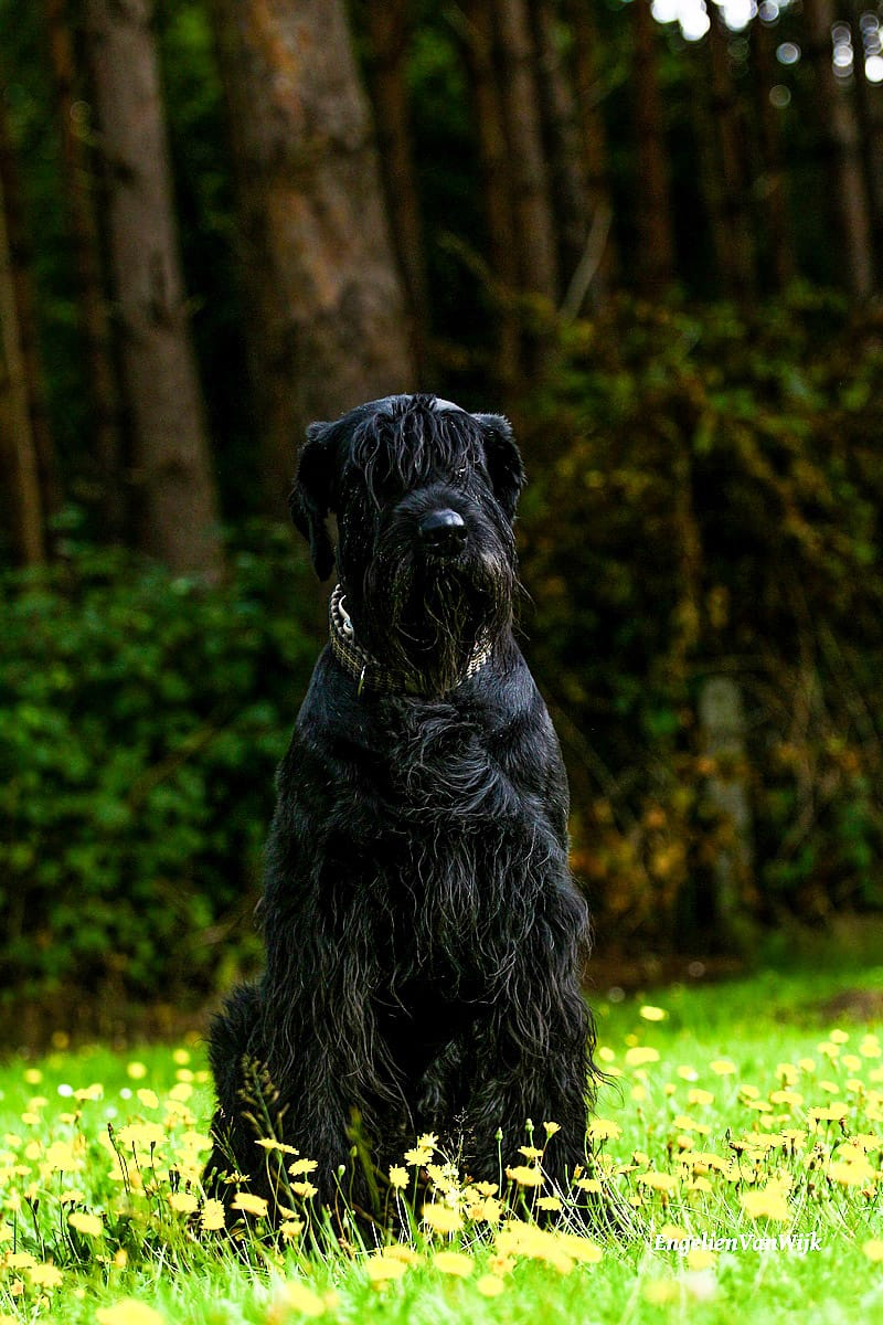 Ethan-Tequila vom Elfenpütz